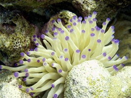 IMG 4067  Giant Anemone